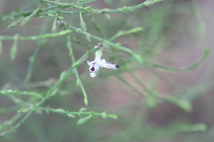 Andrographis paniculata